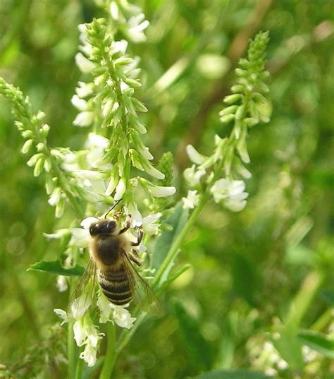 10 Bienenfreundliche Pflanzen in Ihrem Garten